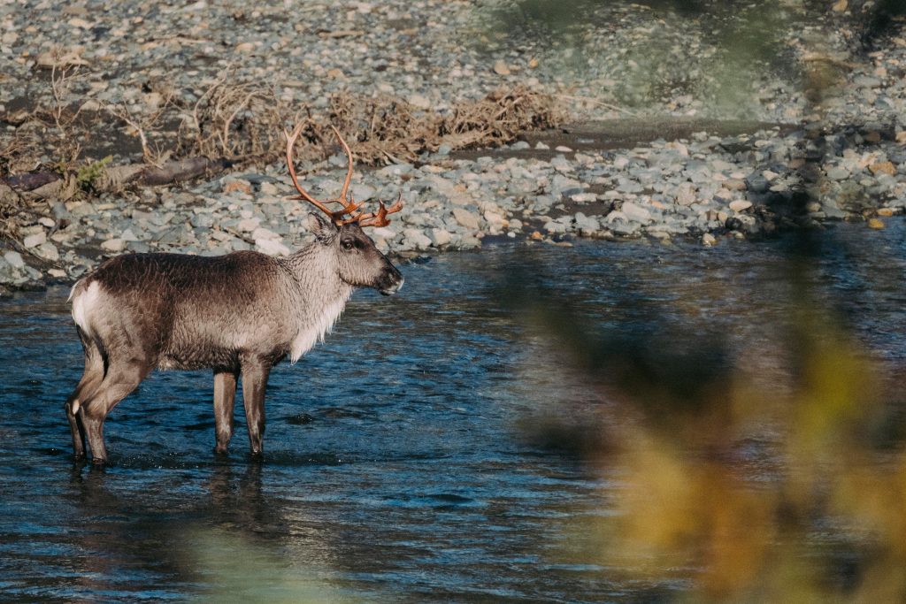 Volontariat "wild life" à Vancouver