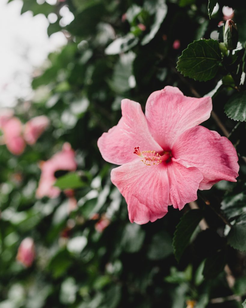 Hibiscus, fleur d'état d'Hawaii