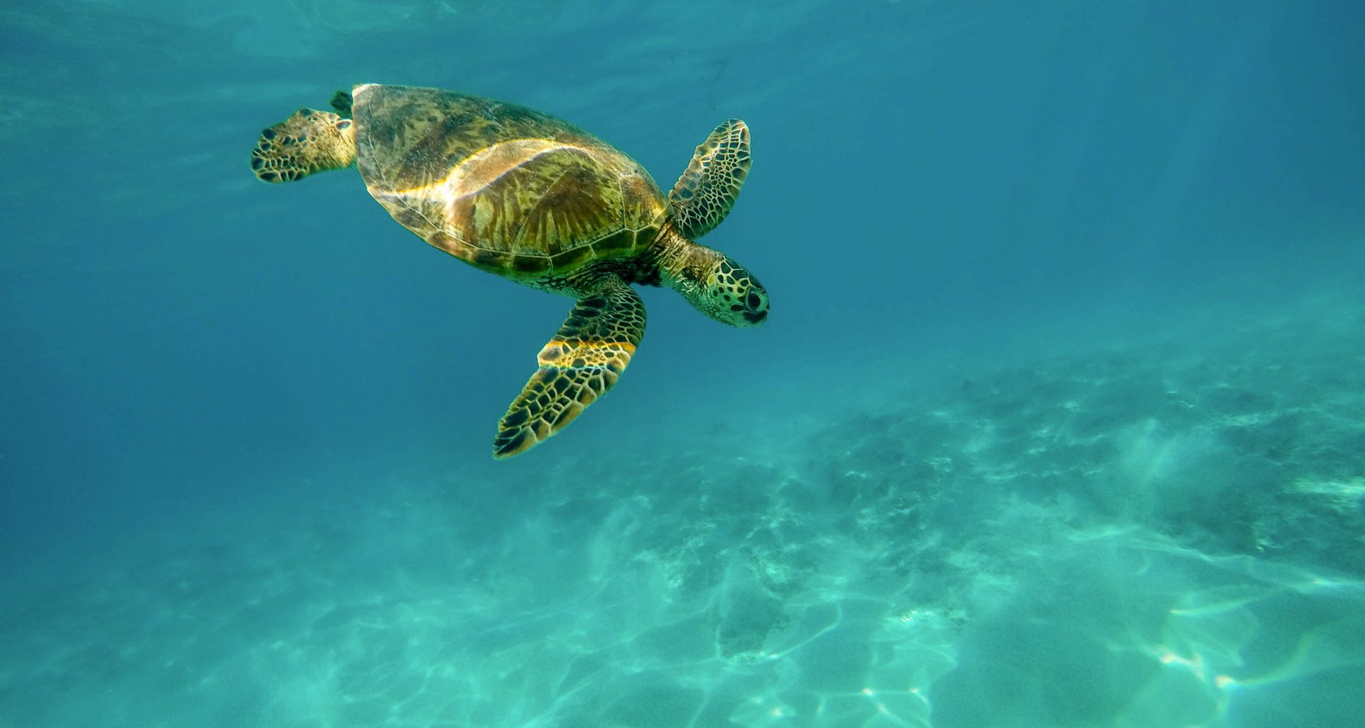 La tortue verte, animal marin des îles hawaiiennes