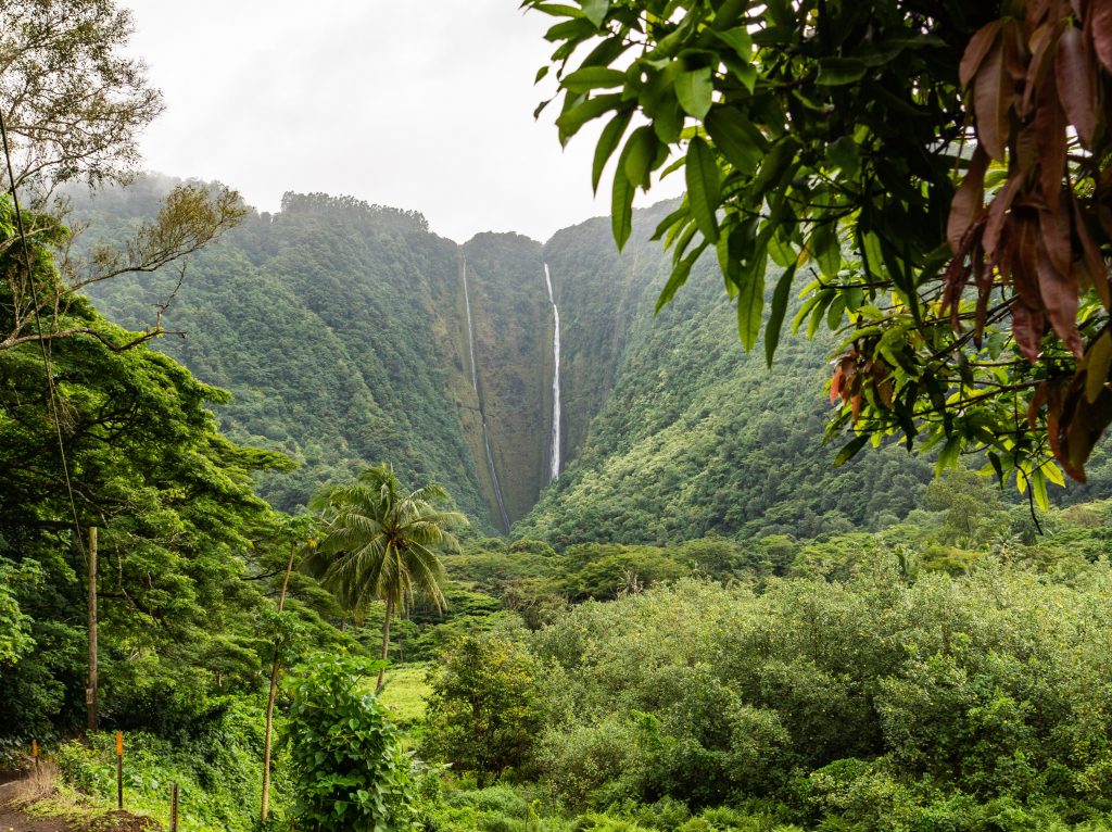 Forêts tropicales de l'île d'Hawaii