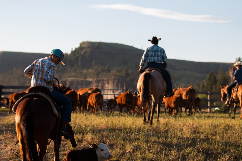 Immersion au sein d'un ranch canadien