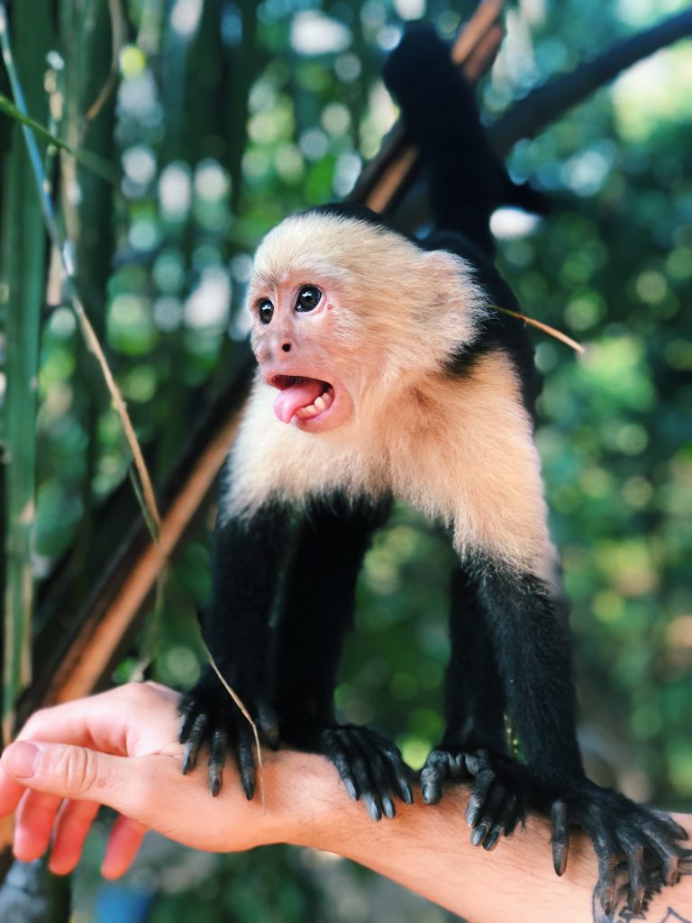 Volontariat environnement au Pérou