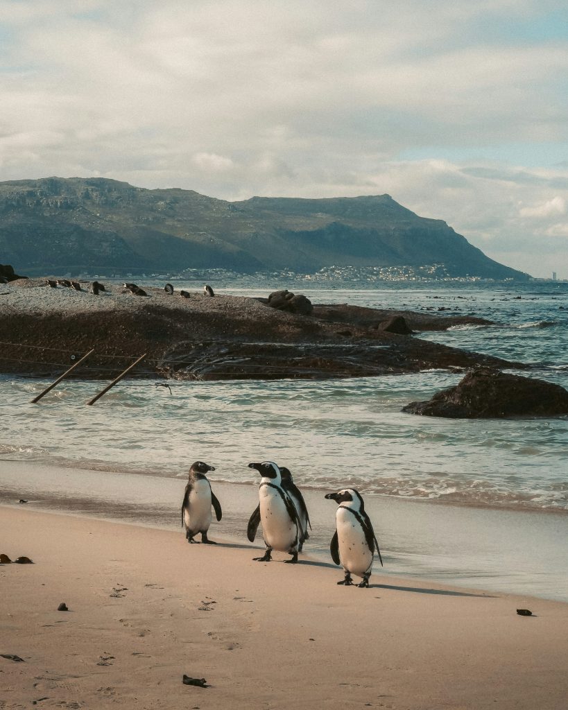 Voir les manchots de Boulders Beach fait partie des activités Cape Town les plus originales à découvrir.