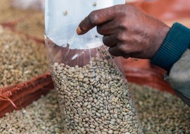 3 mois de cours d'espagnol + volontariat eco agriculture