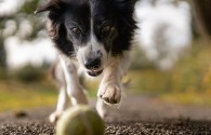 4 mois d'anglais + volontariat animaux