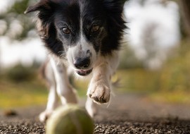 4 mois d'anglais + volontariat animaux
