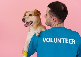 3 mois d'anglais + volontariat animaux