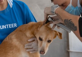 6 mois d'anglais + volontariat animaux