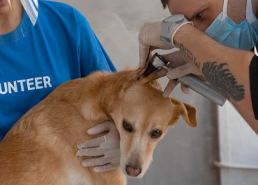 6 mois d'anglais + volontariat animaux