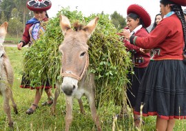 3 mois d'espagnol + volontariat immersion quechua