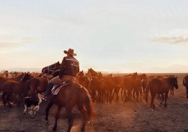 6 mois d'anglais + volontariat ranch