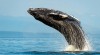 vancouver activite baleine stage linguistique