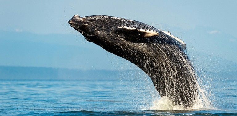 vancouver activite baleine stage linguistique
